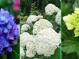 Hydrangea Hydrangea