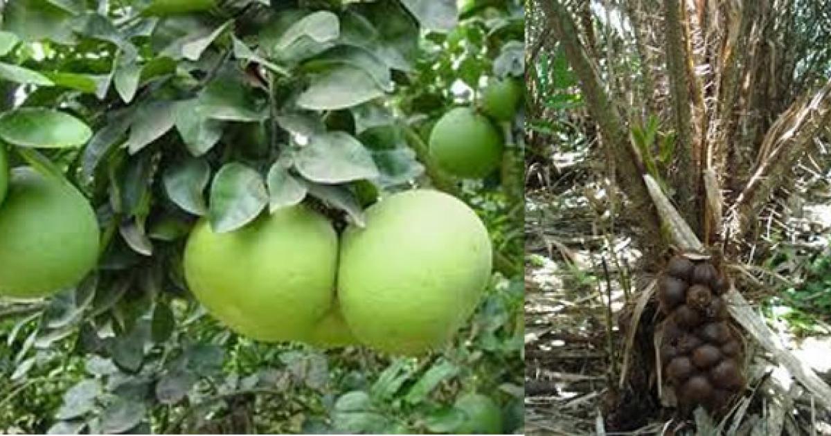 Balinese-fruits-.jpg